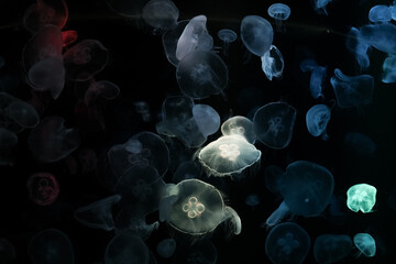 Jellyfish colorful in Chonburi, Thailand (Color from light source) The jellylike creatures pulse along on ocean currents..