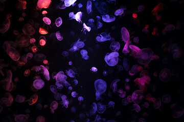 Fototapeta na wymiar Jellyfish colorful in Chonburi, Thailand (Color from light source) The jellylike creatures pulse along on ocean currents.. 