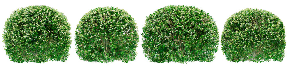 Round boxwood bushes or Green foliage on bushes of boxwood. Png transparency - obrazy, fototapety, plakaty
