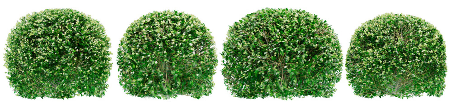 Round boxwood bushes or Green foliage on bushes of boxwood. Png transparency