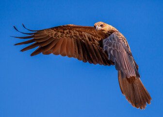 Whistling Kite and Australian bird of prey captured in mid-flight in the Australian outback