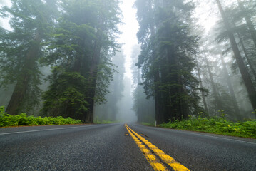 Fototapeta premium Scenic Road Through Redwoods