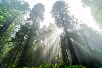 Sun Beams In the Redwoods