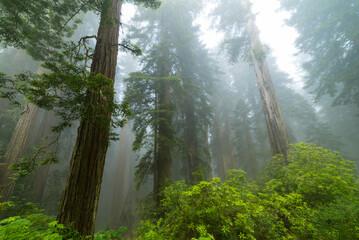 Redwoods In the Fog
