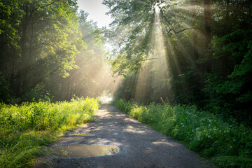 Beautiful sunny morning in green forest