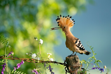 Eurasian hoopoe bird close up ( Upupa epops )
