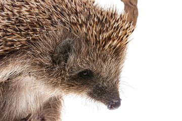 hedgehog isolated on white background