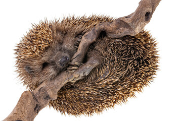 hedgehog isolated on white background