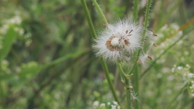 Flower seed of sonchus  plant
