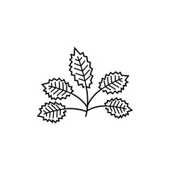 outline five leaves vector