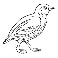 birdie outine vector illustration