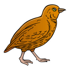 birdie vector illustration