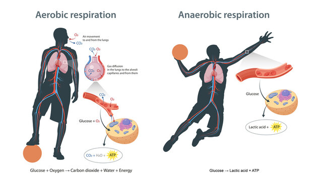 Aerobic and anaerobic respiration in cells
