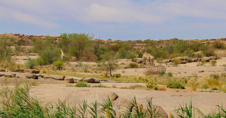 Giraffes in the in Hluhluwe National Park South Africa