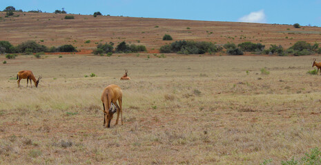 Südafrikanische Kuhantilope in der Wildnis und Savannenlandschaft von Afrika