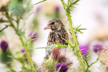 European goldfinch with juvenile plumage, feeding on the seeds of thistles. Carduelis carduelis.