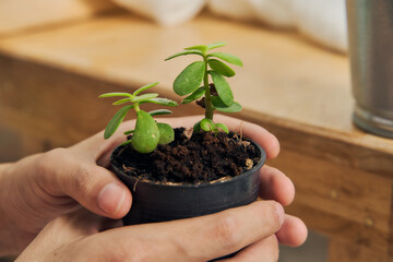 man hand planting and taking care of small green tree in door at house or home as her hobby. also spay at the plant.