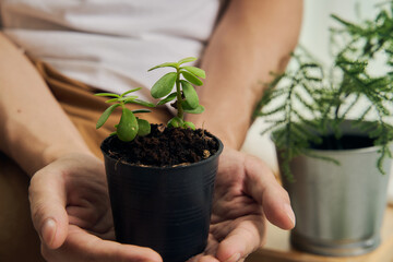 man hand planting and taking care of small green tree in door at house or home as her hobby. also spay at the plant.