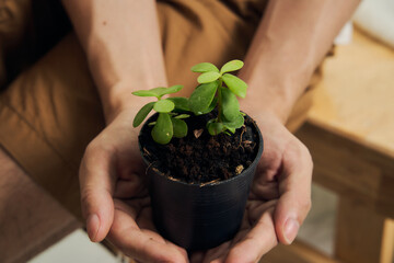 man hand planting and taking care of small green tree in door at house or home as her hobby. also spay at the plant.