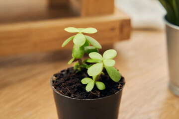 the plant in in the wooden home style brackground with copy space using as nature ads or home decoration .