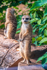 Two cute curious meerkats stand on their hind legs on a sandy hill and look away.