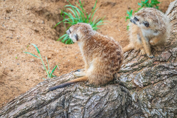 Naklejka na ściany i meble Meerkat, Suricata suricatta, on hind legs. Portrait of meerkat standing on hind legs with alert expression. Portrait of a funny meerkat sitting on its hind legs.
