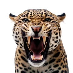 Foto op Plexiglas front view of ferocious looking Jaguar animal looking at the camera with mouth open isolated on a transparent background  © SuperPixel Inc