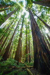 Tall Redwood Trees © RacheleB