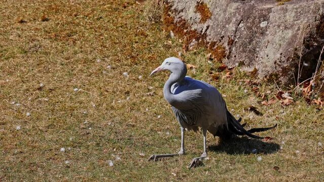 The Blue Crane, Grus paradisea, is an endangered bird specie endemic to Southern Africa. It is the national bird of South Africa