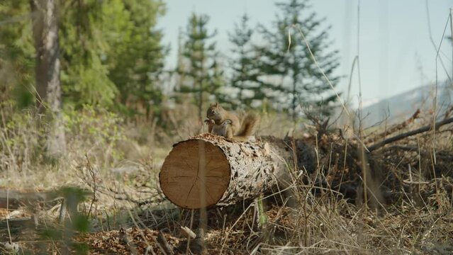 Gently approaching red squirrel on fallen tree trunk, eating. Handheld, low POV