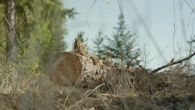 Close up of red squirrel on fallen tree trunk, eating. Dolly, low POV