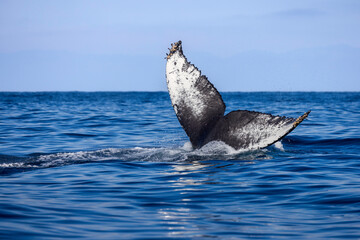 humpback fluke