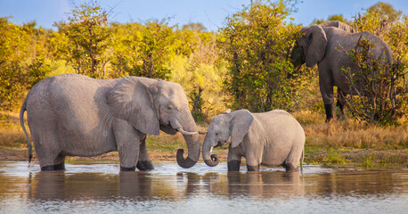 Female Elephant with calf drinking and playing in a waterhole