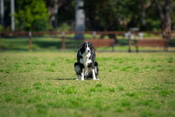 Border Collie pooping on grass
