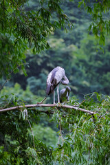 Storks Grooming in the Canopy
