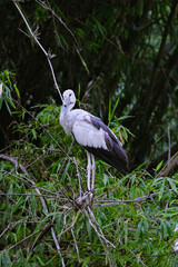 Stork at Rest: A Portrait in the Wild