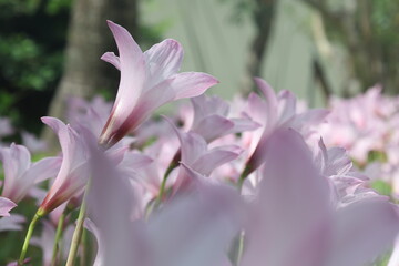 群生して咲くハブランサスの花（レインリリー）