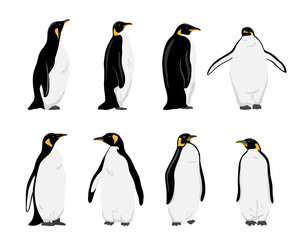 King Penguin set. Flat vector illustration. Polar animal