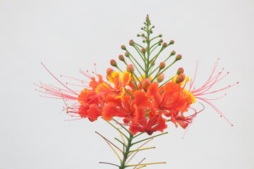 白背景の赤いオオゴチョウの花