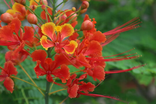緑背景の赤いCaesalpinia pulcherrimaの花