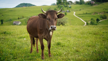cow looking at the camera. rural landscape with green background. photo during the day.