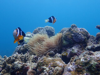 海中のクマノミとイソギンチャク
