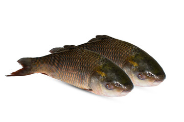 Popular Rohu or Labeo rohita fish of Indian subcontinent over white background