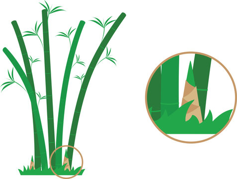Bamboo icon set. Vector illustration of green bamboo isolated on white background.