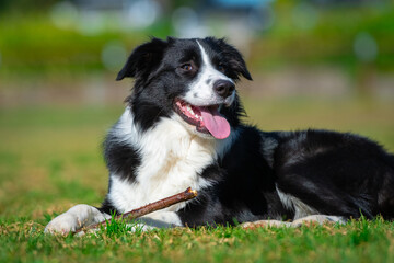 Portrait of a Border Collie