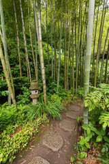Trail in Bamboo forest at Meigetsuin temple in kamakura, Japan