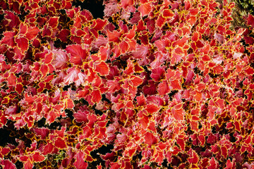 bright red leaves in garden 