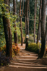 small road on pine forest view 