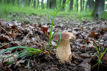 Delicious edible mushroom known as summer cep in forest