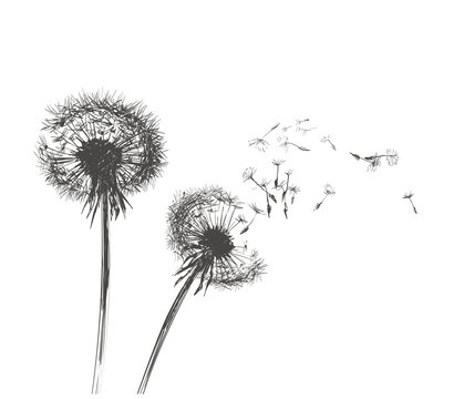Dandelions, Flying Seeds of Dandelion Hand Drawn Illustration isolated